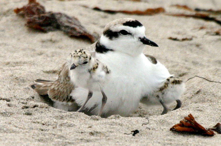 Picture of Adult Western Snowy Plover with Two Snowy Plover Chicks