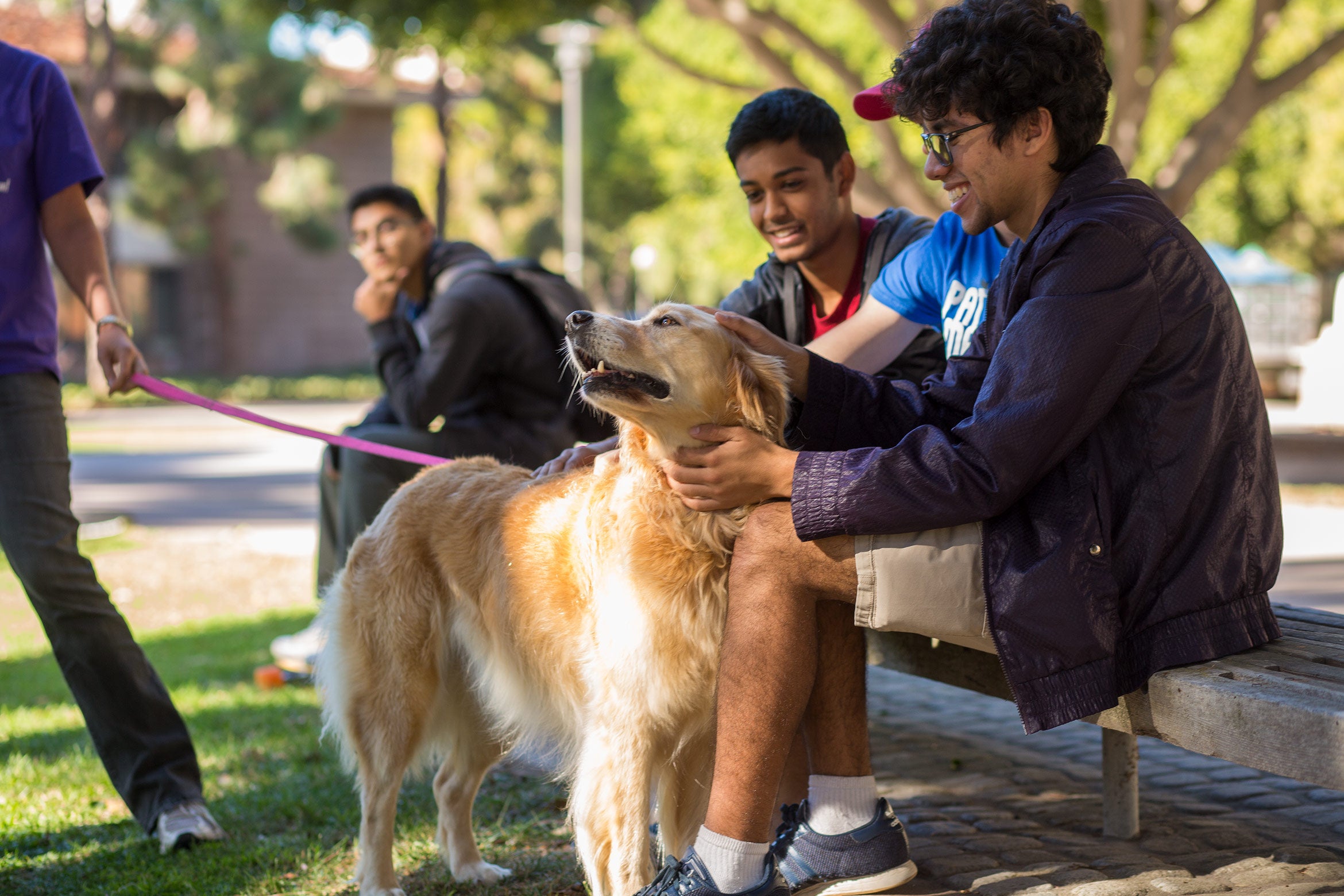 Dog therapy at UC Santa Barbara