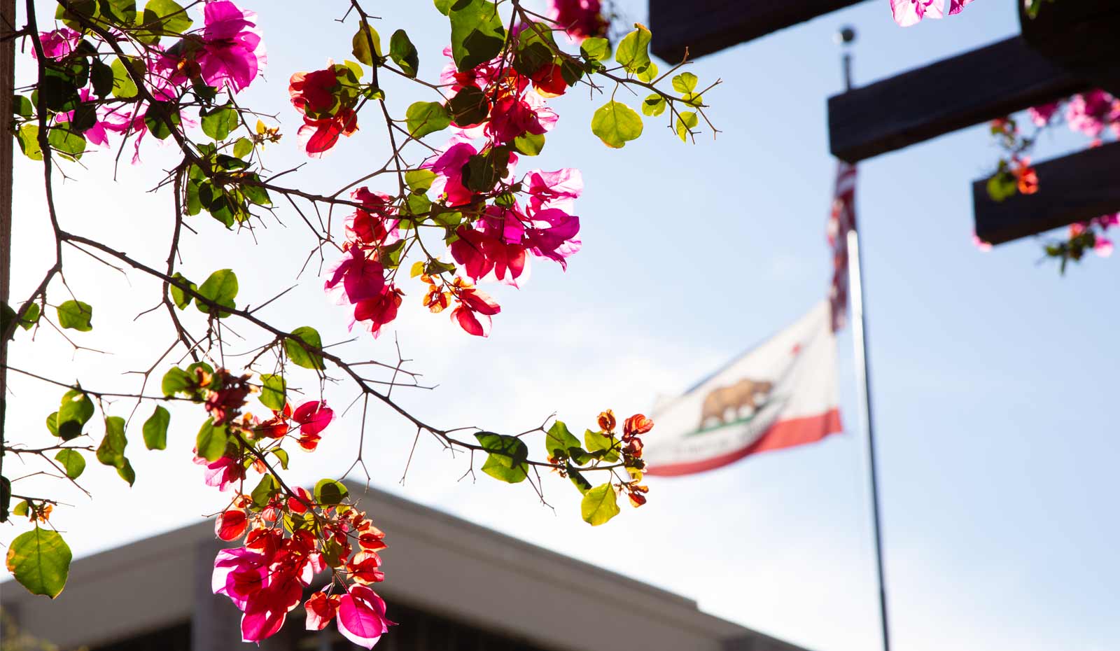 Bougainvillea