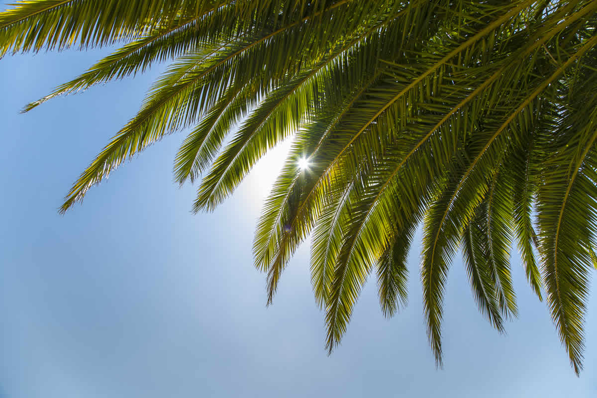 palm tree